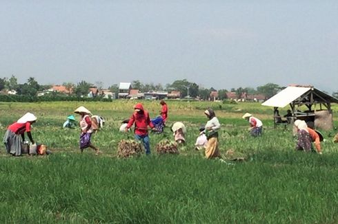 Kementan Tingkatkan Pengawasan Pupuk Bersubsidi