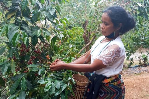 Mengenal Kopi Tuk Colol-Tobo Khas Manggarai Timur