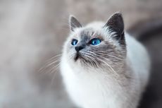 Ketahui, Ini 5 Penyebab Bulu Kucing Mengalami Kusam 