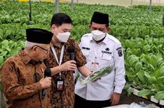 Wapres Kunjungi Pusat Pertanian Hidroponik Modern Terbesar di Indonesia