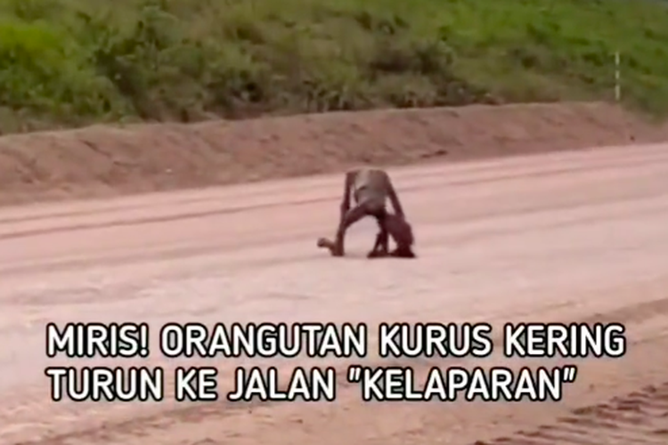 Tangkapan layar video indukan orang utan dan anaknya yang tampak kurus berjalan disebutkan di area tambang di Kalimantan Timur