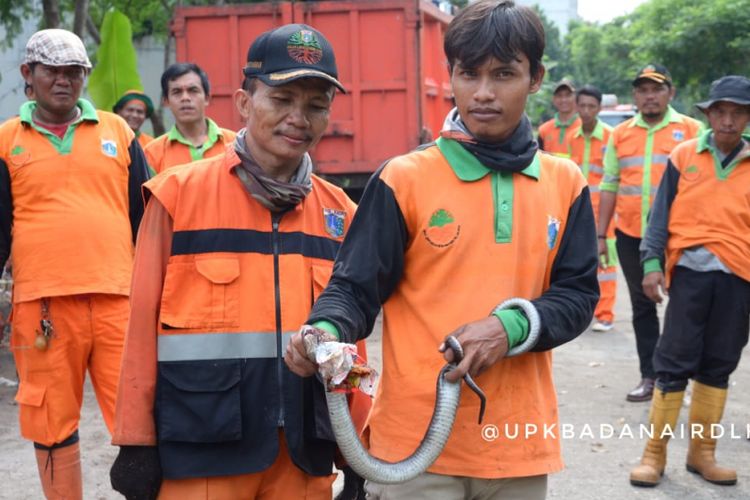 Petugas Penyedia Jasa Layanan Perorangan (PJLP) UPK Badan Air Dinas Lingkungan Hidup DKI Jakarta menemukan seekor ular kobra saat di Taman Kedoya Permai, Blok C, Kebon Jeruk pada Sabtu (1/12/2018). 