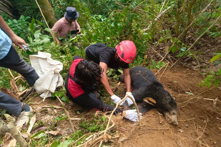 Beruang Madu Terjerat Perangkap Babi Hutan di Pasaman, Kaki Terluka dan Terinfeksi