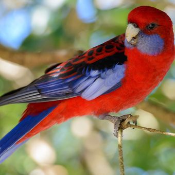 Ilustrasi burung Australian King Parrot.