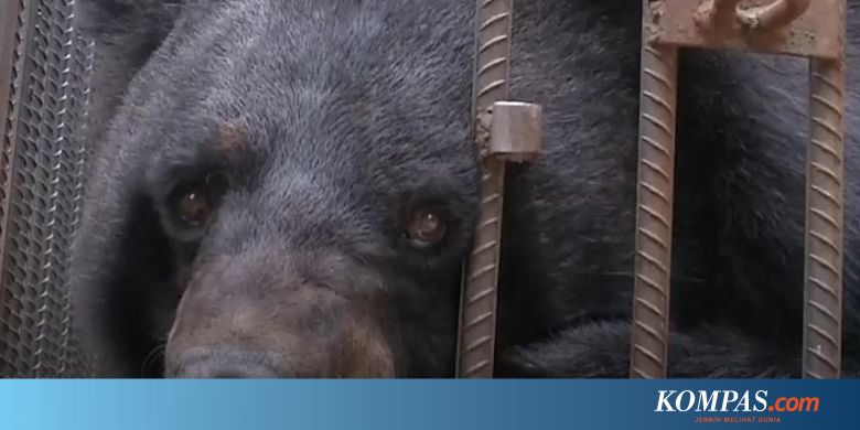 Dikira Anjing Hewan Peliharaan Keluarga Ini Ternyata Beruang
