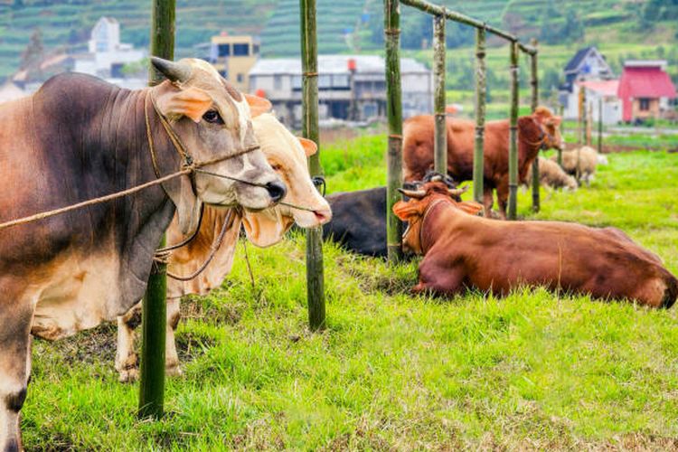 Harga Sapi Kurban Naik hingga Rp 2 Juta per Ekor di Magetan