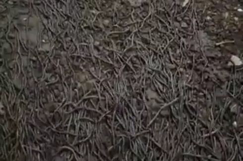 Viral Ribuan Cacing Muncul dari Dalam Tanah di Lombok Tengah, Ada Apa?
