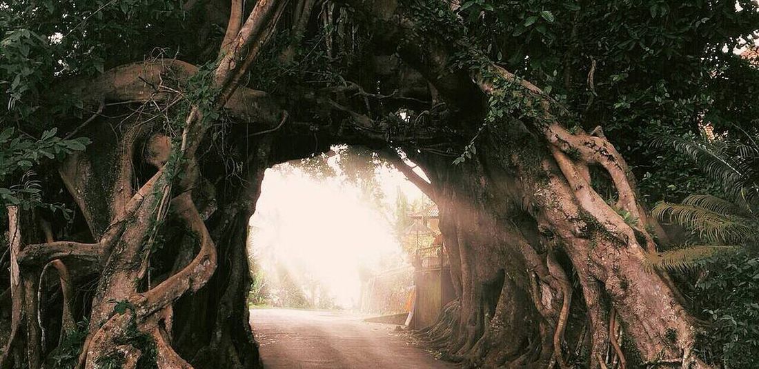 Tempat wisata Bunut Bolong di Kabupaten Jembrana, Bali.