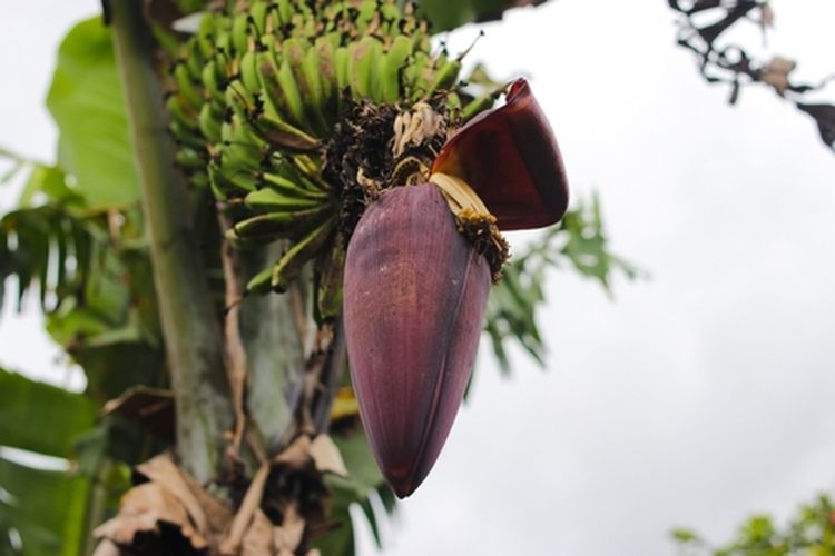 Jantung pisang yang bermanfaat untuk tanaman