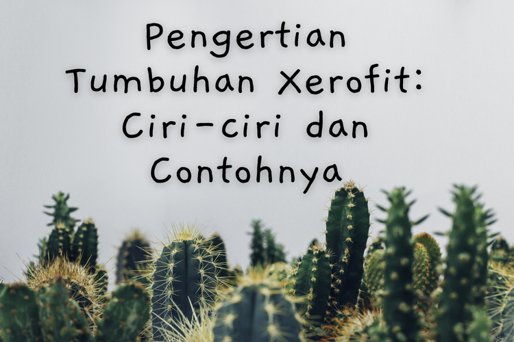 Foto Pengertian Tumbuhan Xerofit Ciri Ciri Dan Contohnya