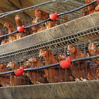 Ilustrasi peternakan ayam