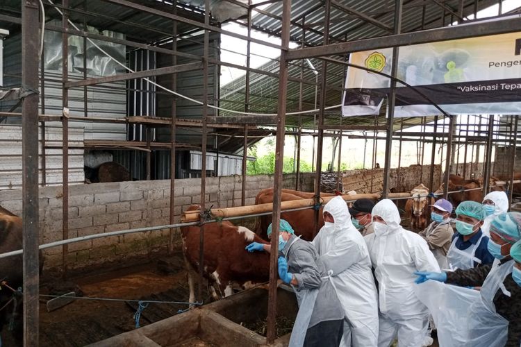 Sebanyak 2,4 juta sapi di Provinsi Jawa Tengah menjadi sasaran vaksinasi PMK