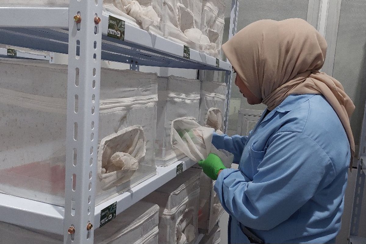 Petugas Balai Besar Penelitian dan Pengembangan Vektor dan Reservoir Penyakit Salatiga memeriksa perkembangan nyamuk