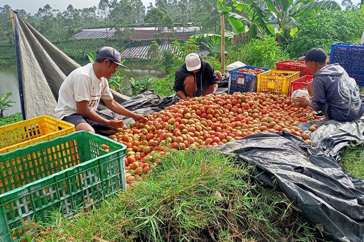 Anjloknya harga sayuran yang dialami oleh beberapa petani di Kabupaten Bandung tidak hanya dipengaruhi oleh faktor alam, namun juga masih buruknya pengembangan manajemen pertanian