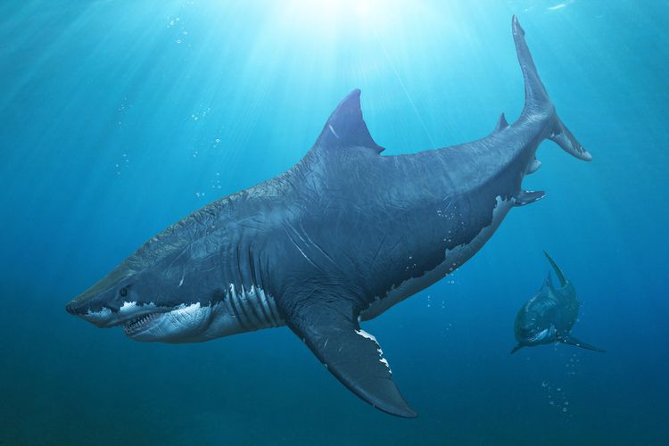 Ilustrasi megalodon. 