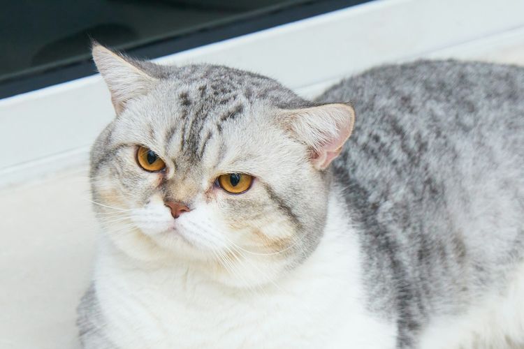 Benarkah Kucing Bisa Menemukan Jalan Pulang Sendiri?