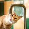 7 Penyebab Dehidrasi pada Kucing, Apa Saja?