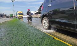 Lumut Bantu Serap Polusi Udara dan Kurangi Risiko Badai Besar