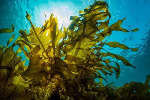 Rumput Laut Disebut Emas Hijau, Ini Strategi KKP Tingkatkan Produksinya