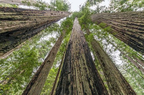 7 Pohon Tertinggi di Dunia, Ada yang Tingginya Lebih dari 100 Meter