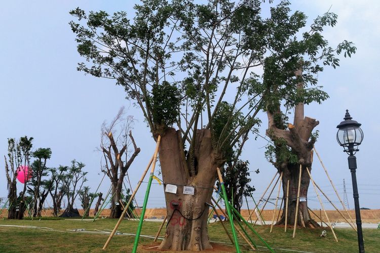 Ratusan pohon keras berdiameter lebih dari 50 sentimeter ditanam di Central Park di Meikarta, Cikarang. Sejak Mei hingga September 2017, pembangunan Central Park di kota baru itu mencapai 75 persen. 