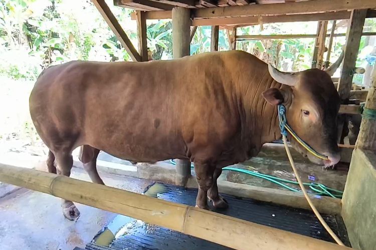 Kliwon, Sapi Kurban Presiden Prabowo dari Polewali Mandar, Dirawat dengan Sabun Khusus dan Mandi 5 Kali Sehari