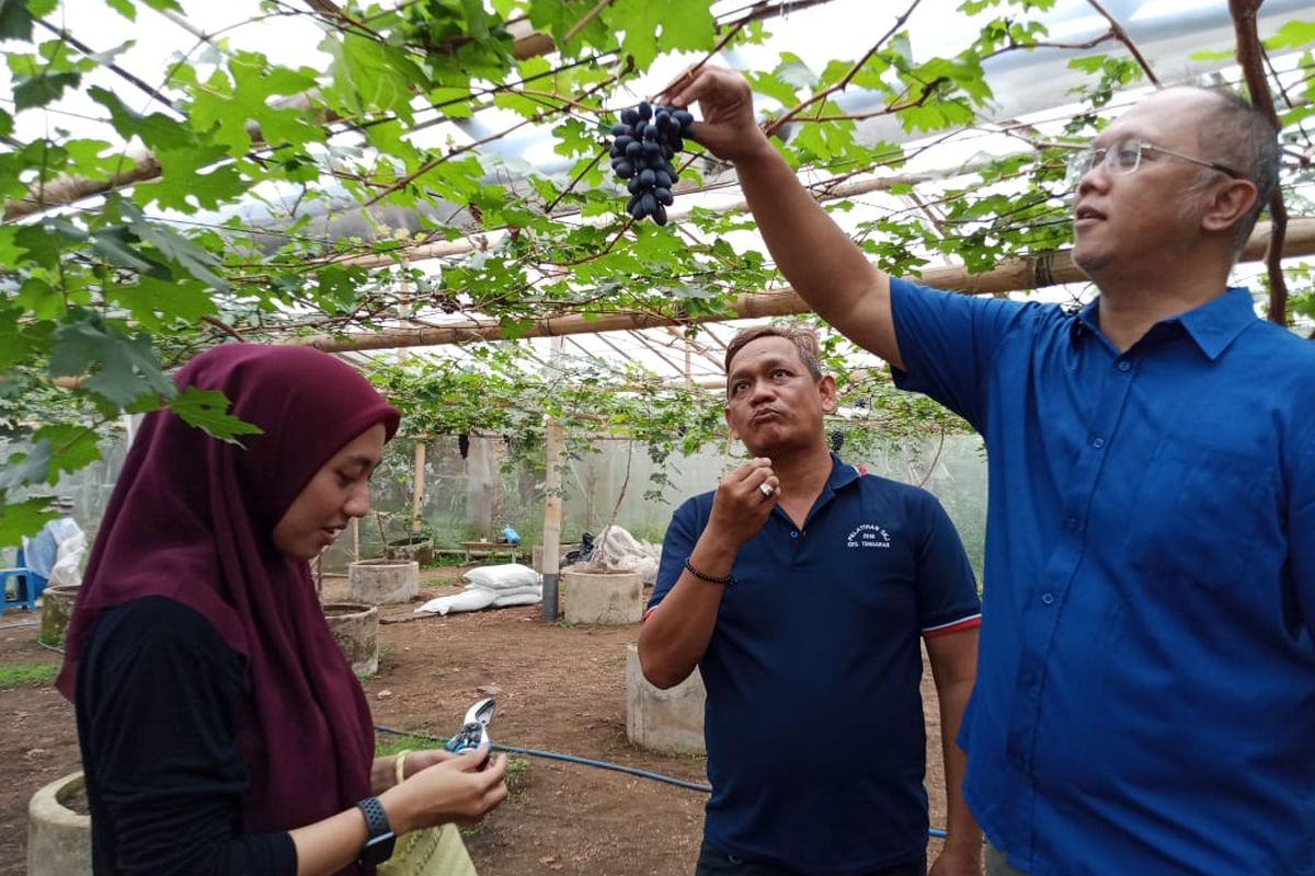 Menikmati Manisnya Keuntungan dari Petik Anggur Gozv di Salatiga