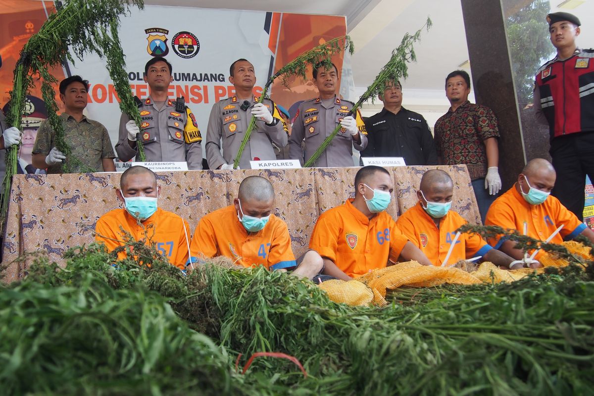 Polisi merilis 2 tersangka baru terkait temuan ladang ganja di lereng Gunung Semeru, Jumat (1/11/2024)