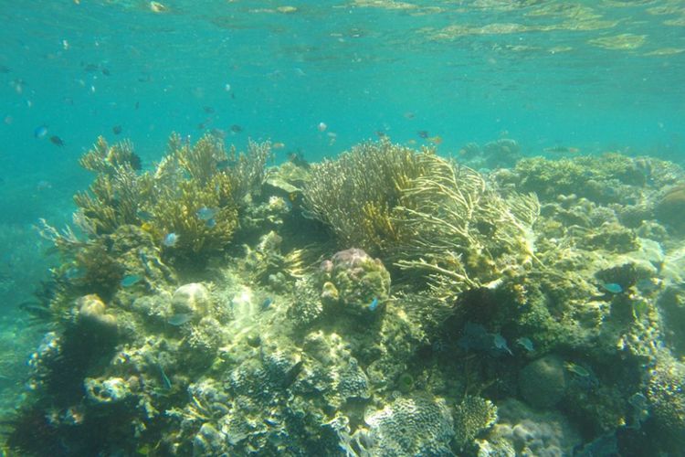 Pemandangan karang dan ikan laut di perairan sekitar Pulau Manjerite, TN Komodo, NTT saat snorkeling, Rabu (14/11/2018).