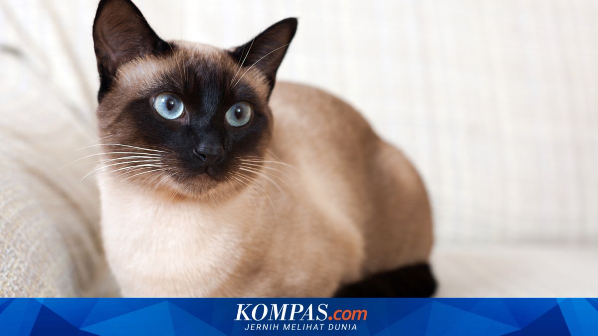 Kucing Ragdoll Vs Siam, Apa Bedanya?
