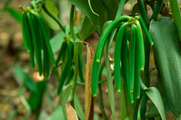 Ilustrasi tanaman vanili, menanam vanili, budidaya vanili. 