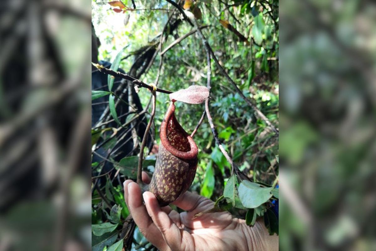 Takur-takur (Nepenthes rigidifolia) di Sumatera Utara