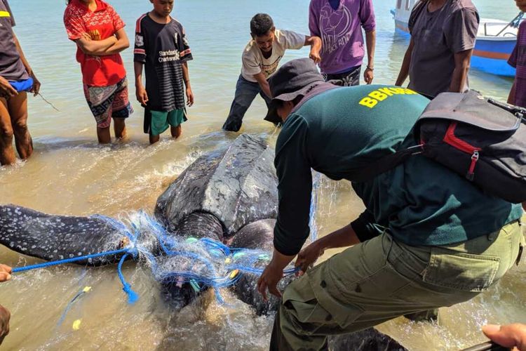 PHOTO:Warga dan petugas BBKSDA NTT saat menyelamatkan seekor Penyu Belimbing yang terjerat pukat nelayan di Kupang, NTT