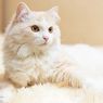 Mengenal Kucing Anggora: Karakteristik dan Cara Perawatannya
