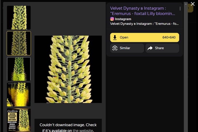 Tangkapan layar pencarian gambar di Yandex, menampilkan bunga foxtail lilies salah satu jenis bunga Erasmus yang berasal dari keluarga Asphodelaceae.