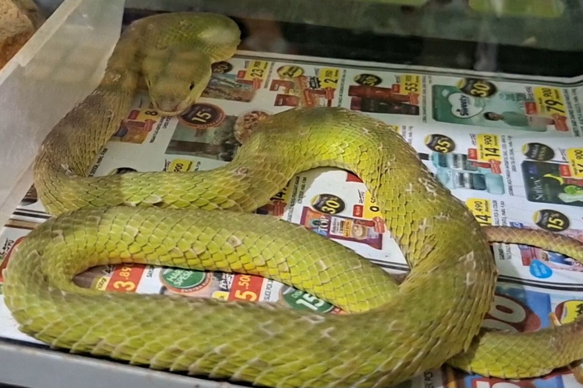 Trimeresurus albolabris milik Janu tengah dalam kondisi berganti kulit.