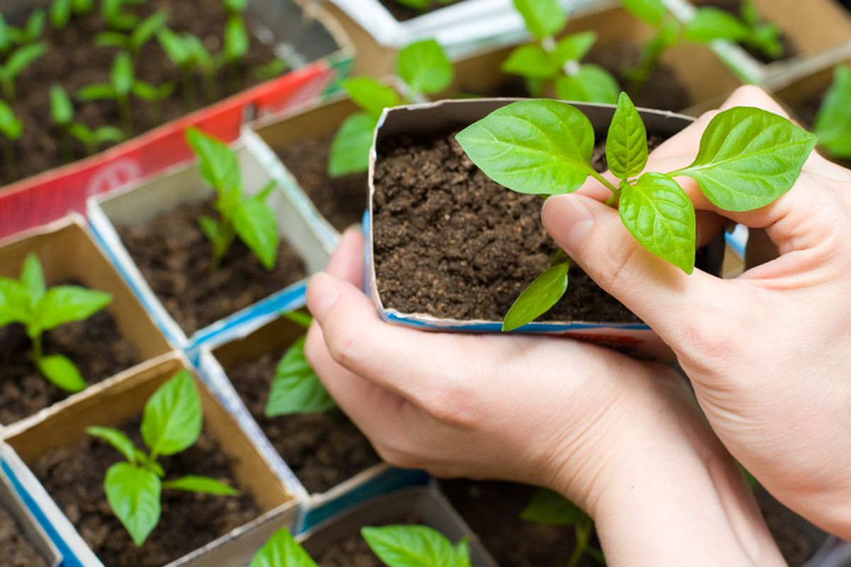 Ilustrasi cardboard gardening atau berkebun dengan kardus. 