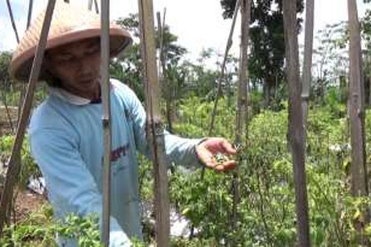 Seorang petani menunjukkan cabai yang rusak akibat serangan hama di desa Baran, Ambarawa, Kabupaten Semarang.

