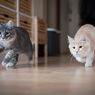 Mana yang Lebih Terikat pada Pemiliknya, Kucing atau Anjing?