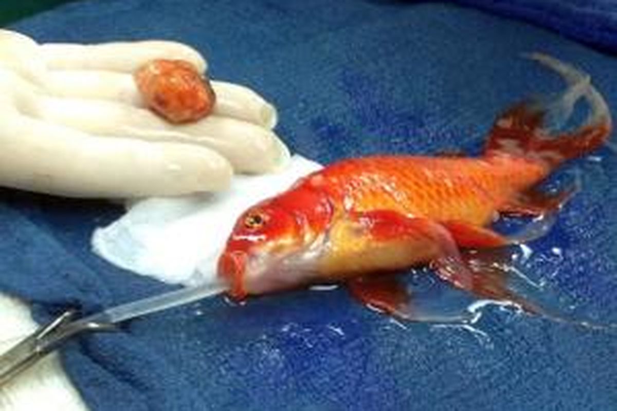 Ikan mas selamat setelah operasi tumor di otaknya.