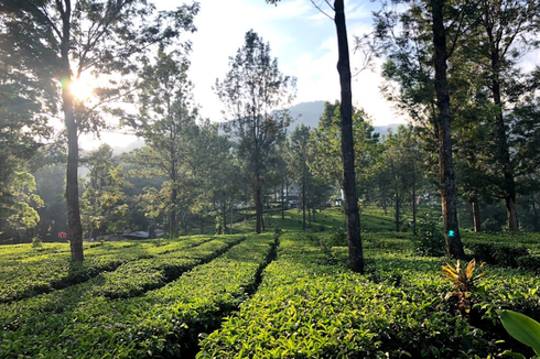 Jalur Puncak Bakal Ditutup Saat Malam Tahun Baru 