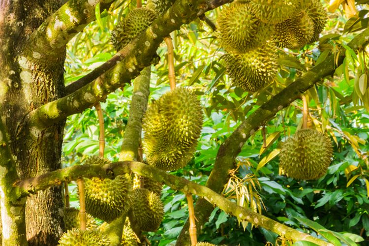 Ilustrasi tanaman durian, pohon durian, buah durian di pohon.