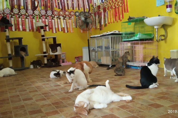 Dita Agusta, ibu dengan 250 kucing didatangi warga yang hendak menitipkan sejumlah kucing untuk dirawat di Rumah Kucing Parung, di Jalan Pasir Naga, Kelurahan Pabuaran, Kecamatan Kemang Parung, Kabupaten Bogor, Jawa Barat, Minggu (15/12/2019).