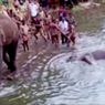 Gajah Hamil di India Mati akibat Makan Nanas yang Diisi Petasan