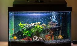 Kenapa Akuarium Bisa Bikin Pikiran Lebih Tenang?