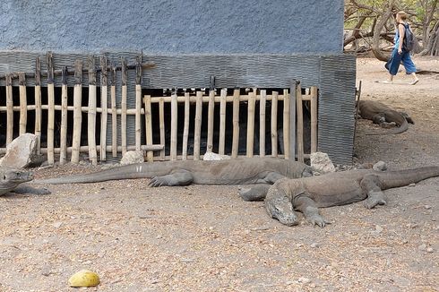 Anggota Komisi IV Minta Pemerintah Dengar Saran Publik soal Jurassic Park Komodo