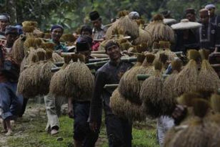 Warga adat Kasepuhan Ciptagelar, Kabupaten Sukabumi, Jawa Barat, memanggul padi saat upacara Seren Taun, Minggu (24/8/2014). Seren Taun adalah upacara adat tahunan untuk mengucap syukur atas hasil panen padi yang melimpah walaupun warga adat hanya menanam padi sekali dalam setahun.  