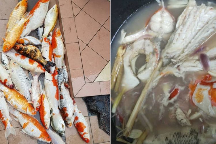 Wanita Malaysia memasak dan memakan ikan koi peliharaannya yang mati.