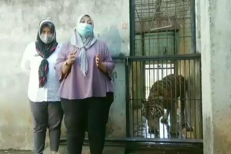 Perwakilan dari Maharani Zoo dan Goa Lamongan, saat menerangkan kondisi Baksi, harimau sumatera yang videonya sempat viral.