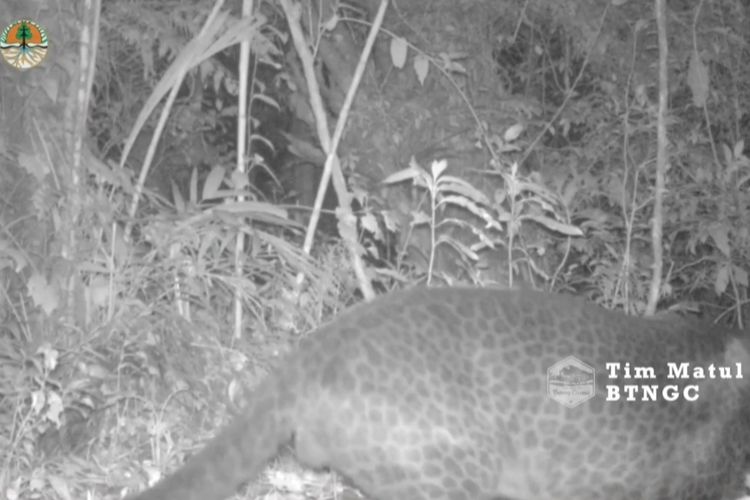 Tangkap layar video dokumentasi tim Pemantau Macan Tutul Jawa BTNGC, pada Maret 2023, menunjukkan seekor Macan Tutul melintas di depan kamera pemantau.